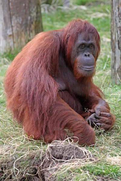 Orang utan — Stockfoto