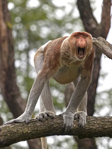 Proboscis monkey screaming on tree — Stock Photo, Image