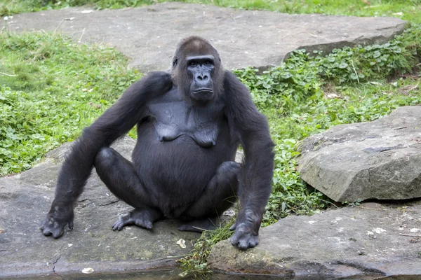 Gorilla female on stone — Stock Photo, Image