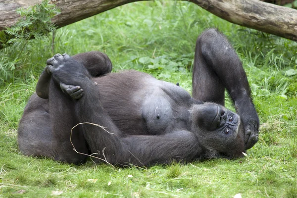 Gorilla hembra en hierba — Foto de Stock