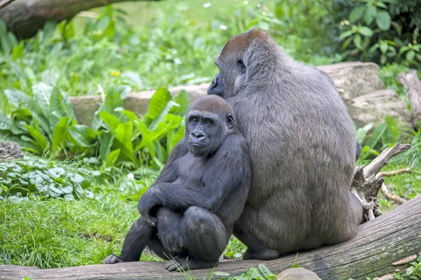 大猩猩母亲与孩子 — 图库照片