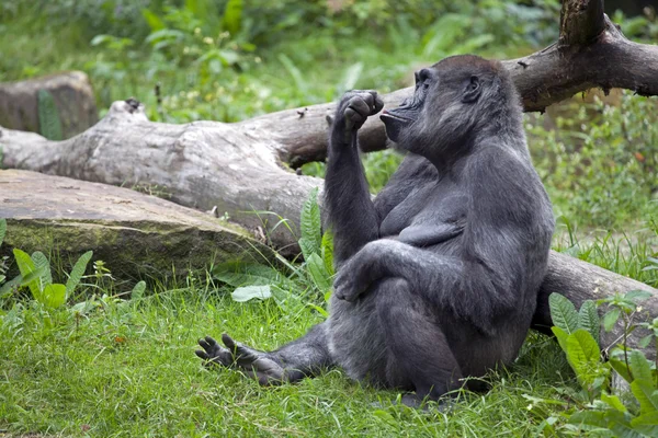 Gorille femelle sur herbe — Photo
