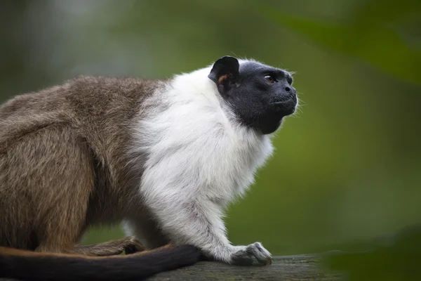 Plášť Tamarin — Stock fotografie