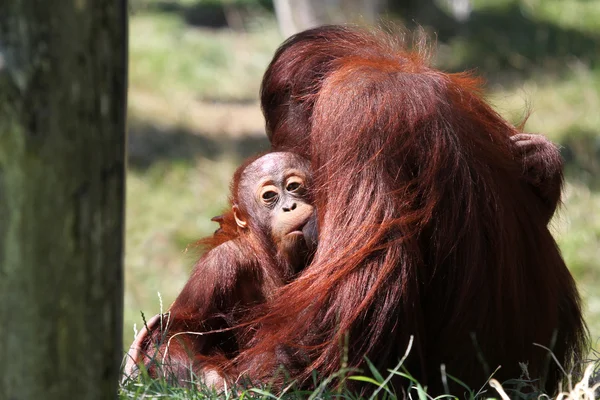 Orang utan matki z dzieckiem — Zdjęcie stockowe