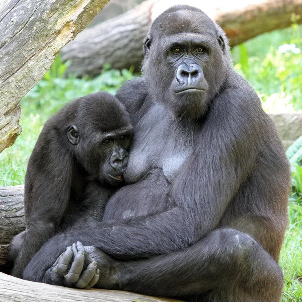 Gorilla-Mutter füttert Kind — Stockfoto