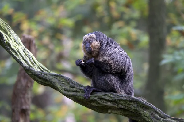 White-faced Saki monkey — Stock Photo, Image