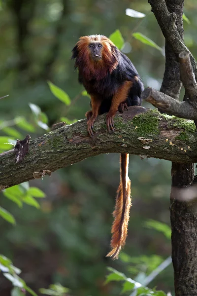 Tamarin león sentado en el árbol —  Fotos de Stock