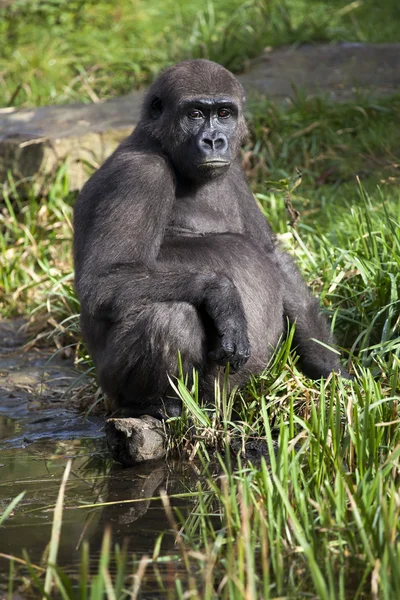 Gorilla sitting near water — Stock Photo, Image