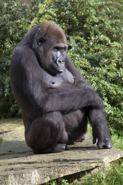 Black Gorilla on tree — Stock Photo, Image