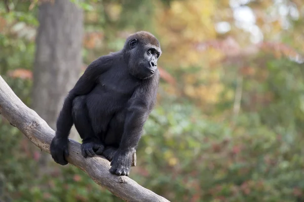 Svart Gorilla på träd — Stockfoto