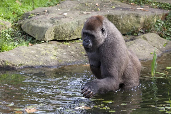 Zwarte gorilla in water — Stockfoto