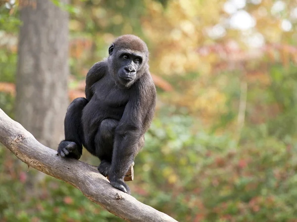 Black Gorilla on tree — Stock Photo, Image