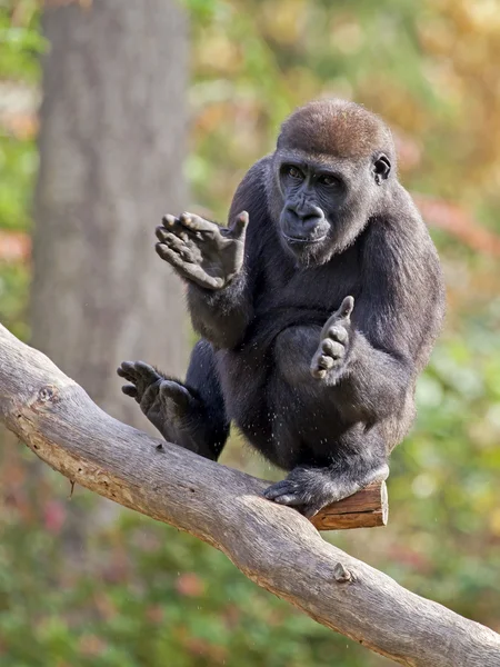 Black Gorilla on tree — Stock Photo, Image