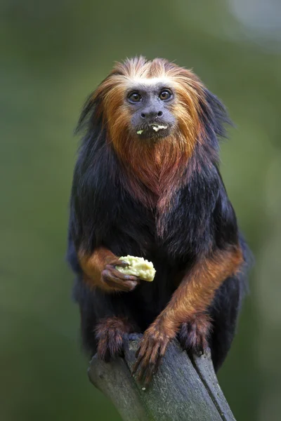 Tamarin de leão em tronco de madeira — Fotografia de Stock