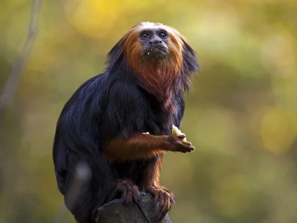 Ağacın üzerinde oturan aslan pembe maymun — Stok fotoğraf