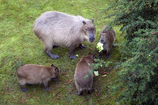 Capivara com três bebês comendo — Fotografia de Stock