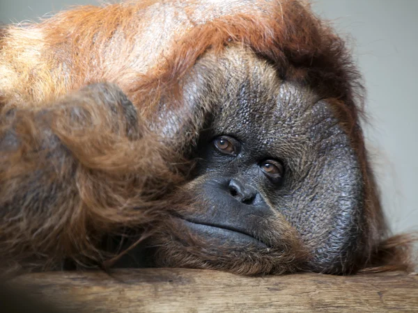 Erkek orangutan — Stok fotoğraf