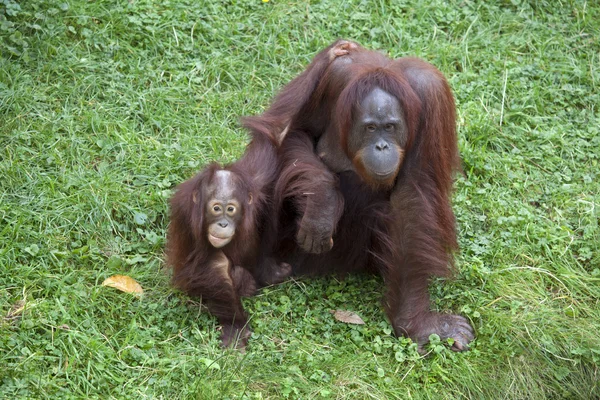 子供を持つオランウータン オランウータン母 — ストック写真