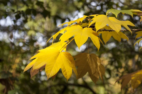 Hojas amarillas de otoño — Foto de Stock