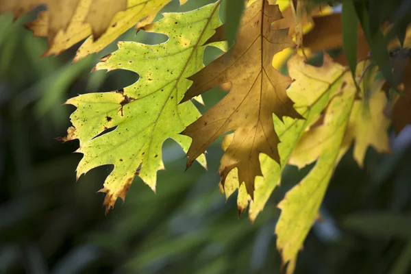 Hojas amarillas de otoño — Foto de Stock