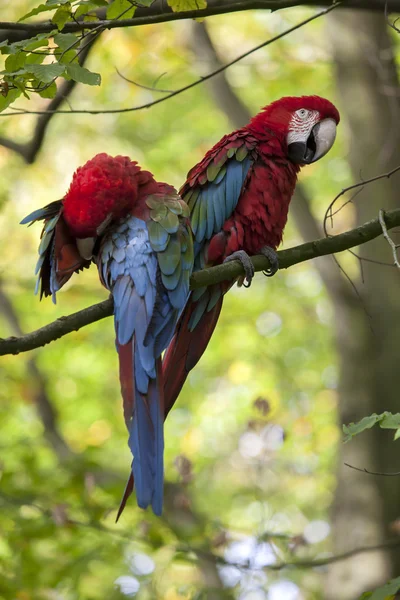 Vackra färgglada papegojor — Stockfoto