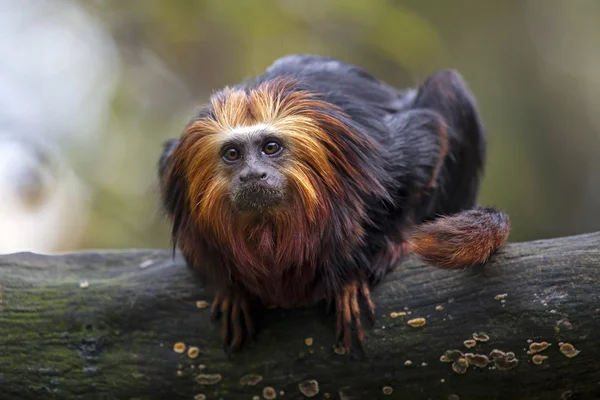 Aslan Tamarin ahşap oturum — Stok fotoğraf