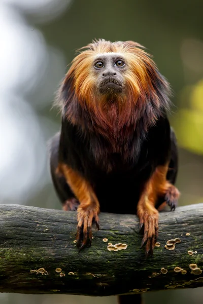 Tamarin de leão em tronco de madeira — Fotografia de Stock