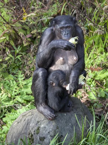 Μπονόμπο μητέρα σίτιση το μωρό — Φωτογραφία Αρχείου