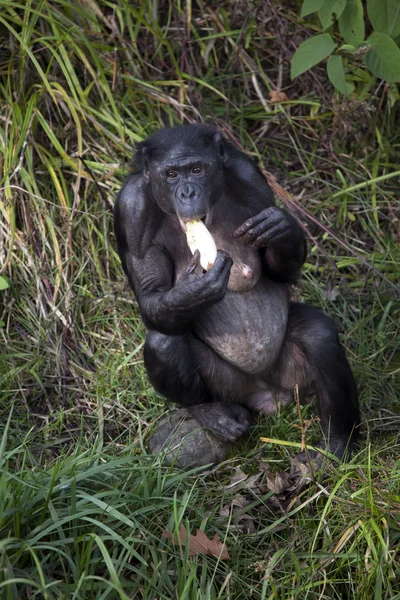 Bonobo fekete eszik — Stock Fotó