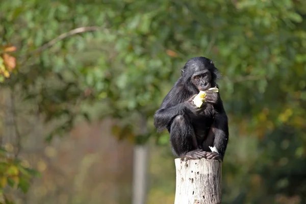 Siyah Bonobo yeme — Stok fotoğraf