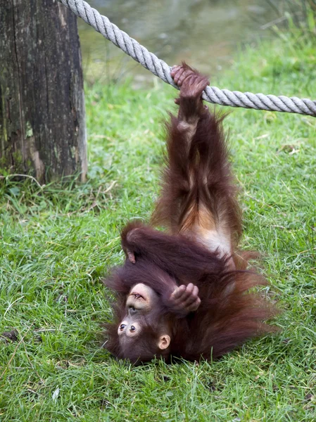Divertido bebé orangután —  Fotos de Stock