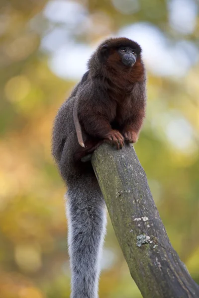 Red titi monkey in the forest — Stock Photo, Image