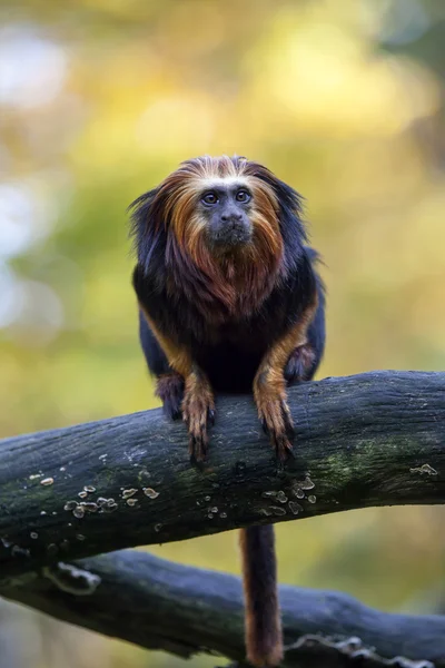 Lion Tamarin su tronco di legno — Foto Stock