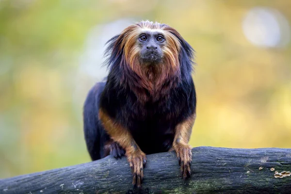 Lion Tamarin på trä Stock — Stockfoto