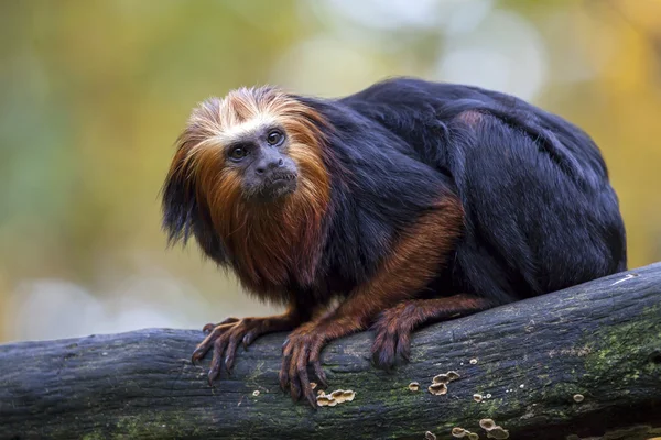 Lion Tamarin on wooden log — Stock Photo, Image