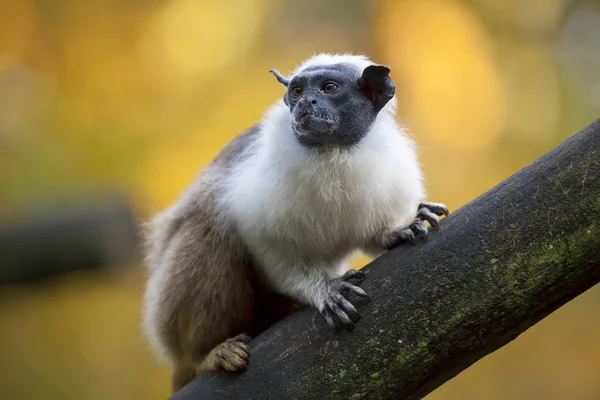 Mantel Tamarin op boom — Stockfoto