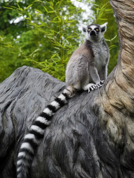 Ring tailed lemur — Stock Photo, Image