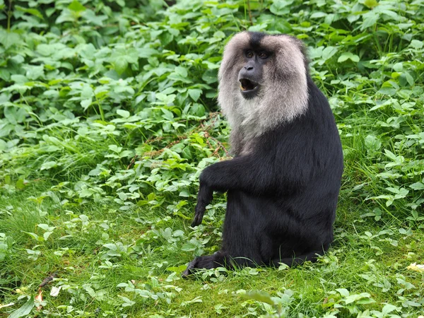 Macaca Silenus 덤 불 근처에 앉아 — 스톡 사진