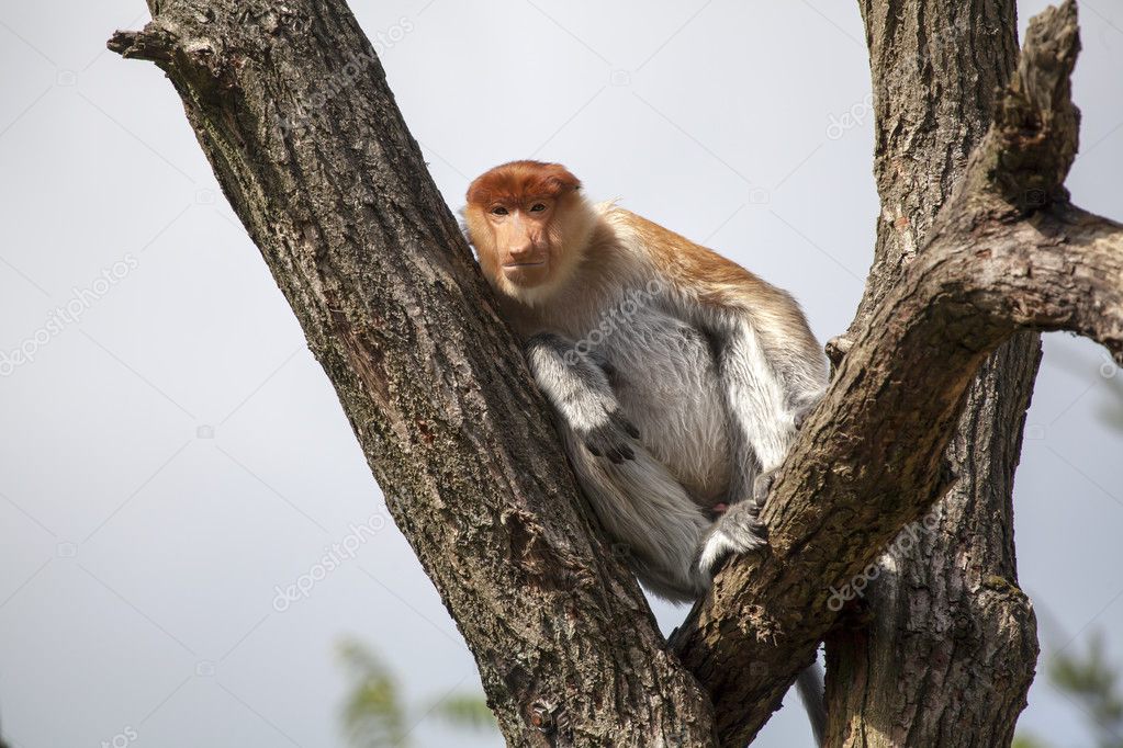 Proboscis monkey on tree