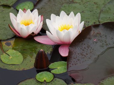 Waterlilly gölet, yakın çekim