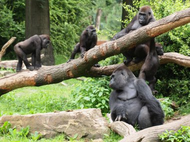Group of Gorillas in forest clipart
