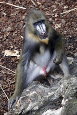Mandrill'di
