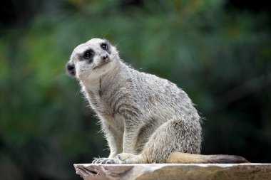 Meerkat ararken, yakın çekim