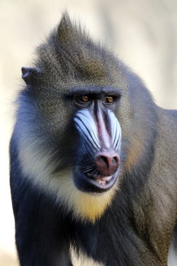 Mandrill'di