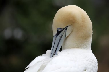 Gannet