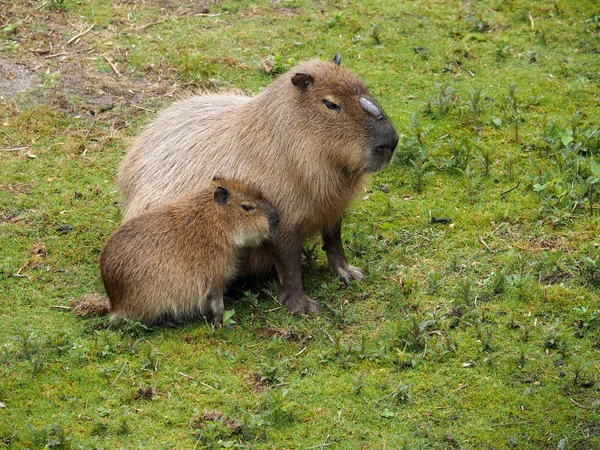 Kapibara z dzieckiem na trawie — Zdjęcie stockowe