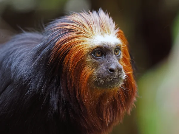 Close up de tamarin Leão — Fotografia de Stock