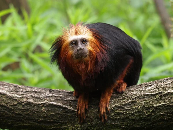 Lion Tamarin on wooden log — Stock Photo, Image