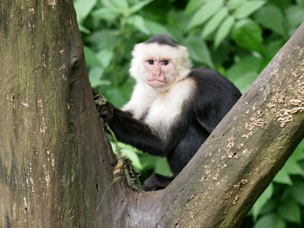 Capuchin monkey on tree — Stock Photo, Image