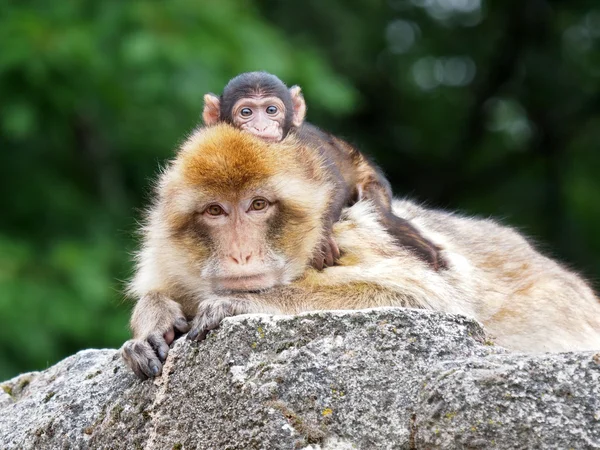 Gelada med barnet på rygg — Stockfoto